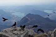 In GRIGNETTA (2177 m) ad anello Cresta Cermenati – Sentiero delle Capre dal Pian dei Resinelli il 27 marzo 2019 - FOTOGALLERY